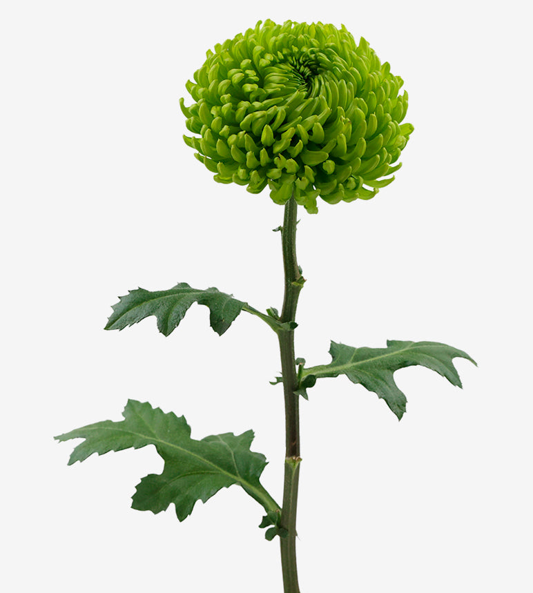 Strong Colombian Chrysanthemum Blooms