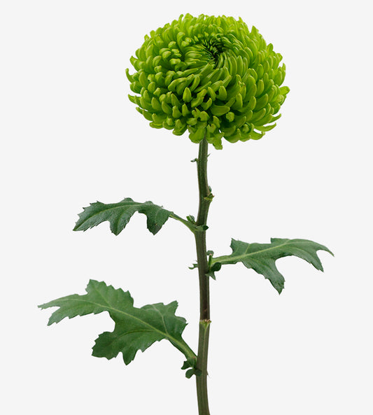 Strong Colombian Chrysanthemum Blooms