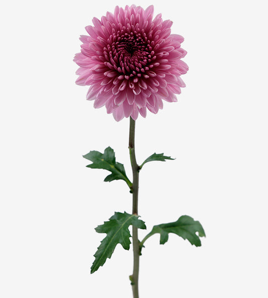 Strong Colombian Chrysanthemum Blooms