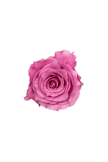Rose Pink Breathless Royal Flowers