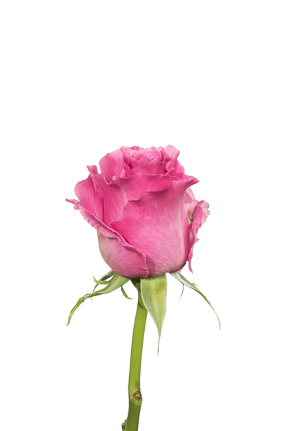 Rose Pink Breathless Royal Flowers