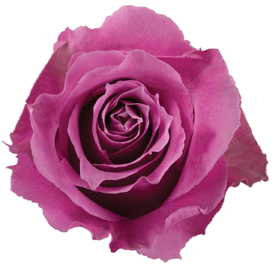 Impressive looking Ecuadorian roses