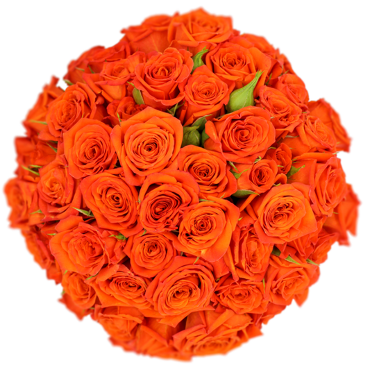 Outstanding Ecuadorian Spray Roses from a specialist Spray Rose farm