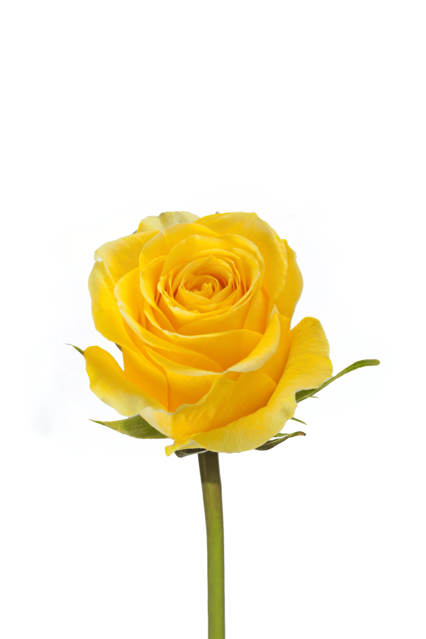 Rose Yellow Brighton Royal Flowers
