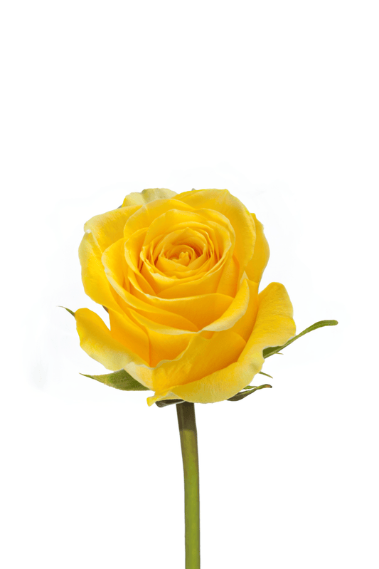 Rose Yellow Brighton Royal Flowers