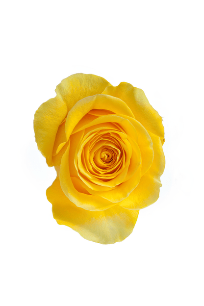 Rose Yellow Brighton Royal Flowers