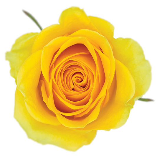 Impressive looking Ecuadorian roses