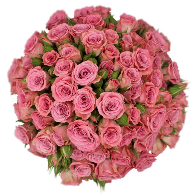 Outstanding Ecuadorian Spray Roses from a specialist Spray Rose farm