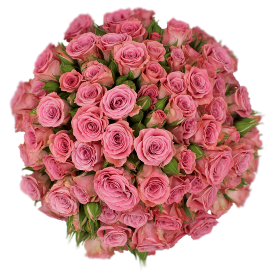 Outstanding Ecuadorian Spray Roses from a specialist Spray Rose farm