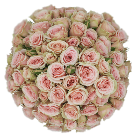 Outstanding Ecuadorian Spray Roses from a specialist Spray Rose farm