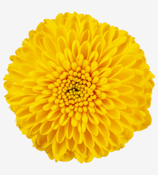 Strong Colombian Chrysanthemum Blooms