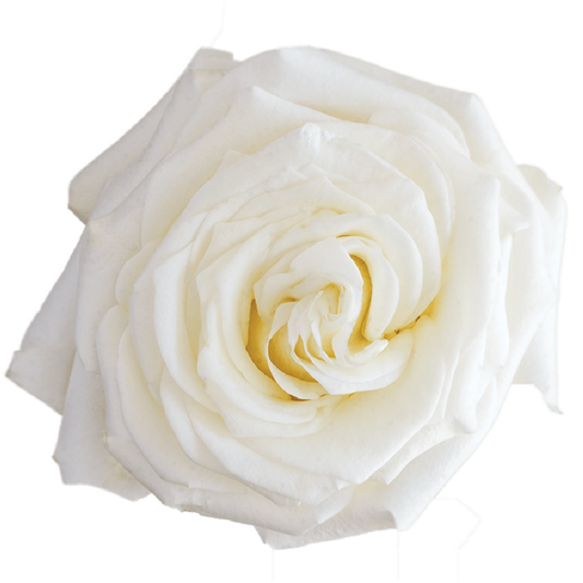 Impressive looking Ecuadorian roses