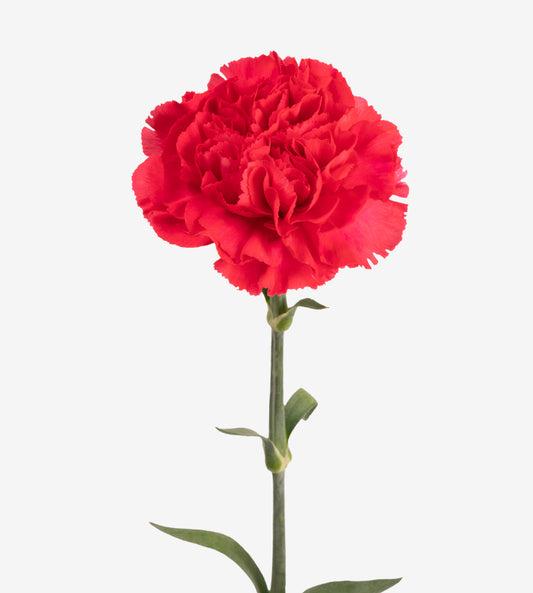 Quality Standard Fancy Carnations