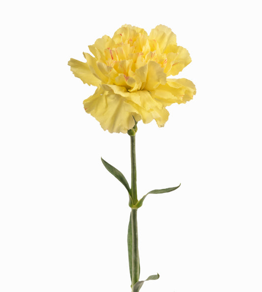 Quality Standard Carnations