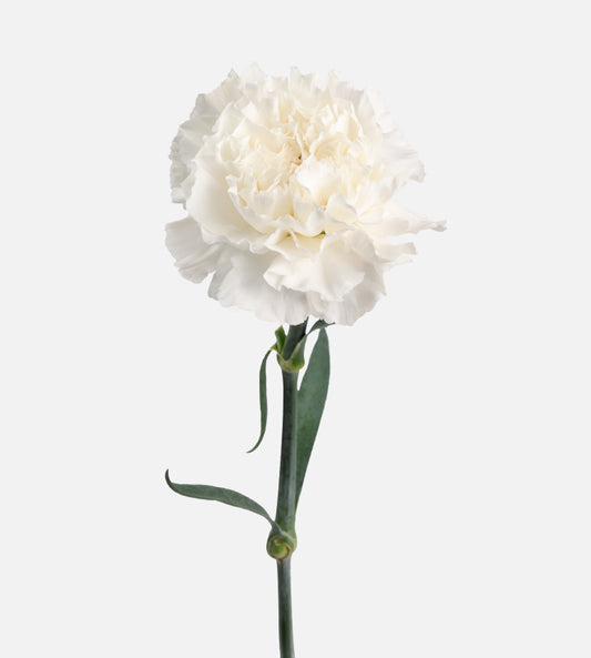 Quality Standard Fancy Carnations