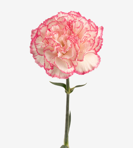 Quality Standard Carnations