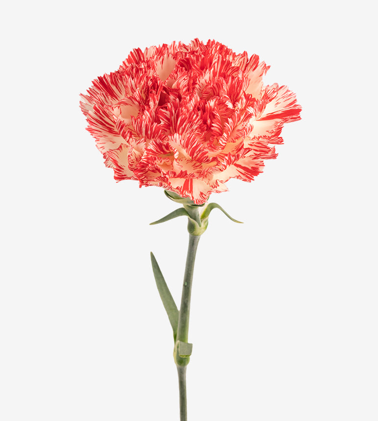 Quality Standard Carnations