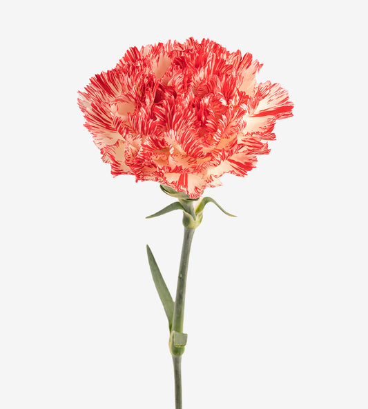 Quality Standard Carnations