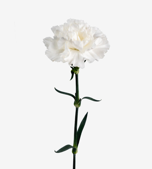Quality Standard Fancy Carnations