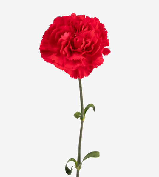 Quality Standard Fancy Carnations