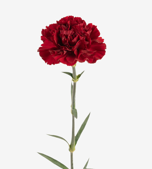 Quality Standard Fancy Carnations
