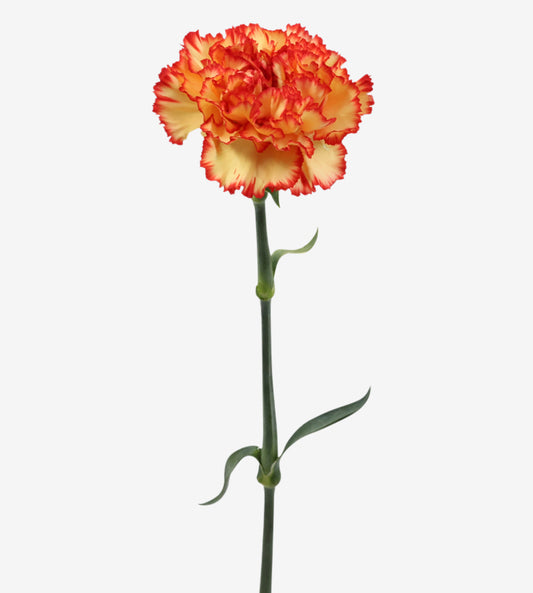 Quality Standard Carnations