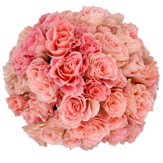 Outstanding Ecuadorian Spray Roses from a specialist Spray Rose farm