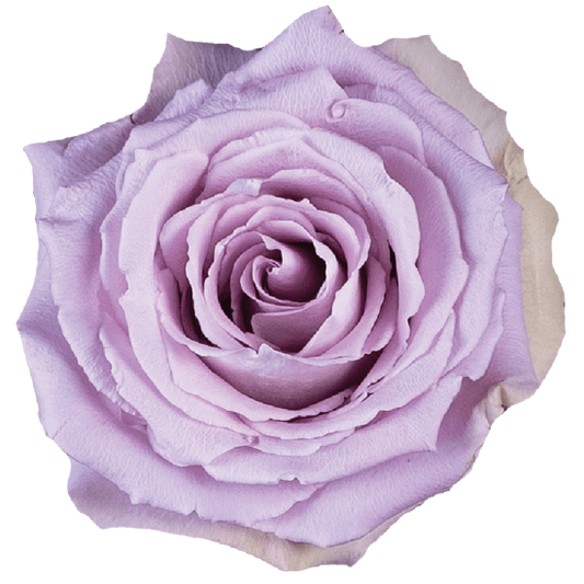 Impressive looking Ecuadorian roses