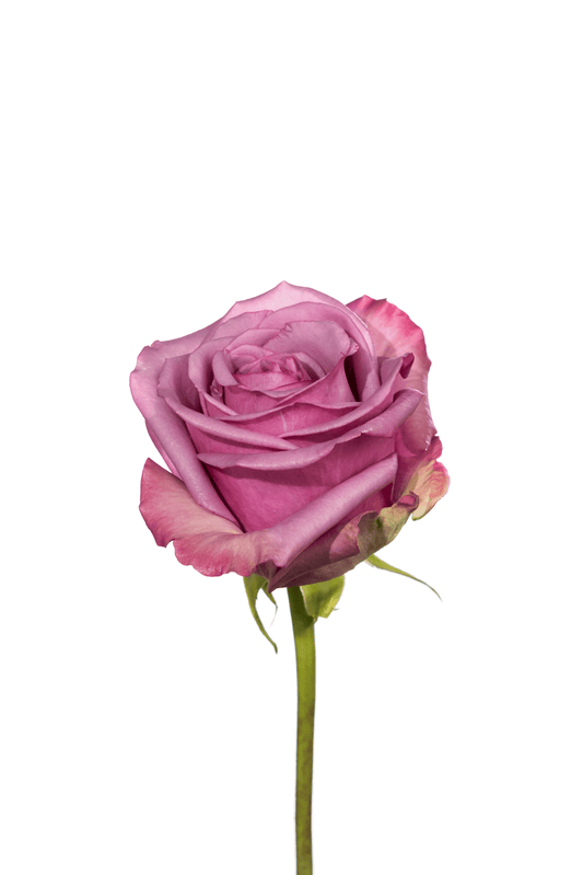 Rose Purple Cool Water Royal Flowers