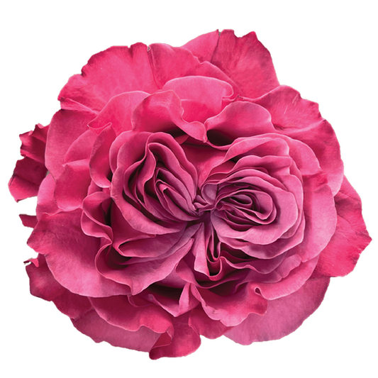 Impressive looking Ecuadorian roses