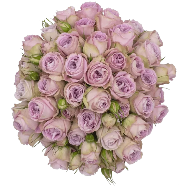 Outstanding Ecuadorian Spray Roses from a specialist Spray Rose farm