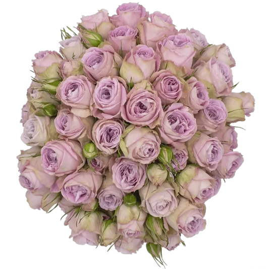 Outstanding Ecuadorian Spray Roses from a specialist Spray Rose farm