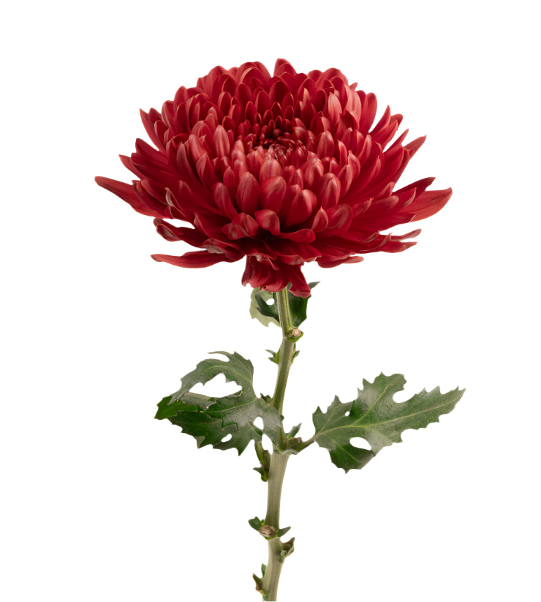 An illustrative image of impressive Chrysanthemum Blooms