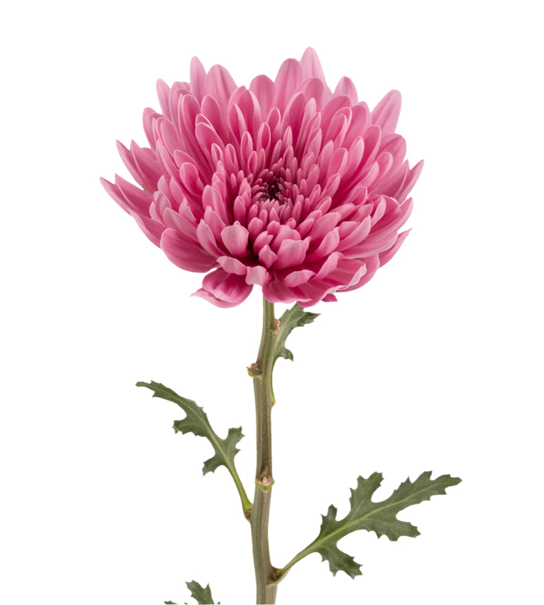 Strong Colombian Chrysanthemum Blooms