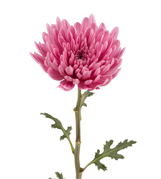 Strong Colombian Chrysanthemum Blooms