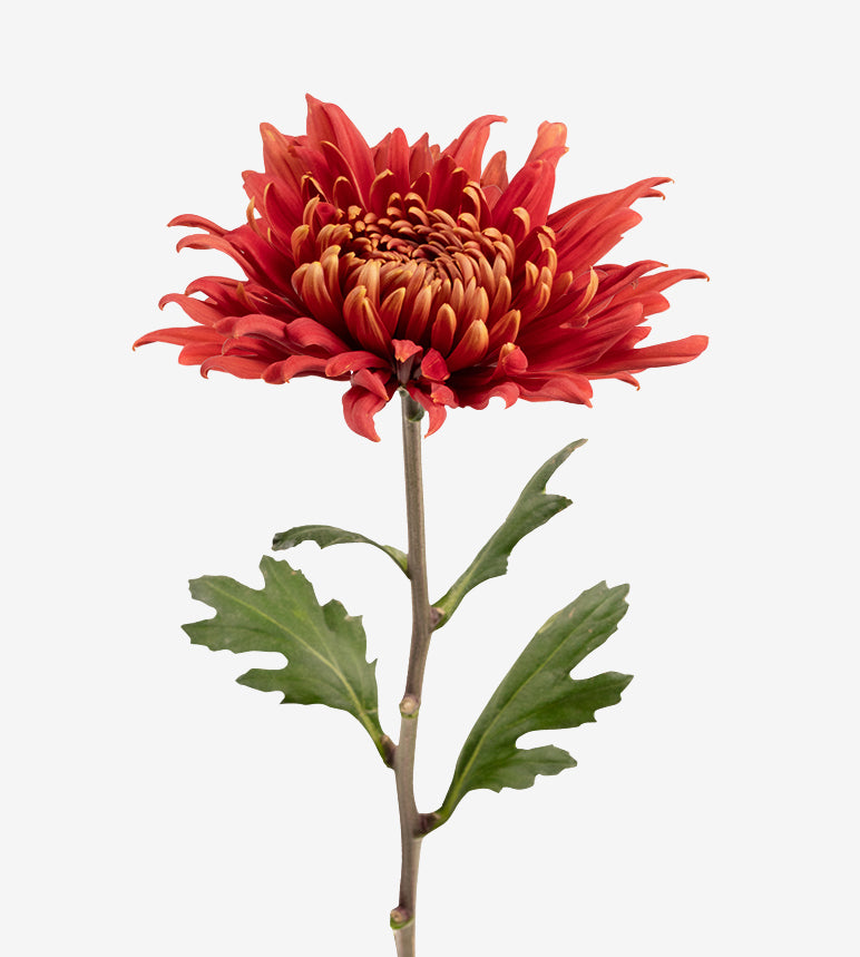 Strong Colombian Chrysanthemum Blooms
