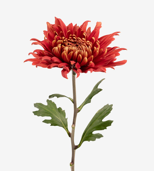 Strong Colombian Chrysanthemum Blooms