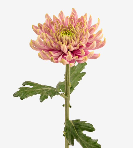 Strong Colombian Chrysanthemum Blooms