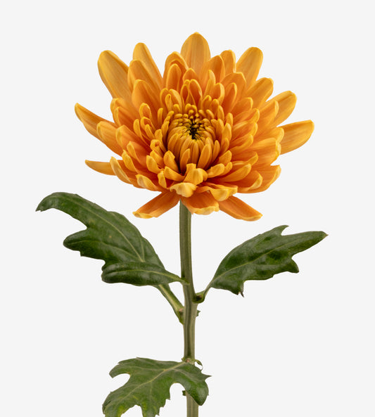 Strong Colombian Chrysanthemum Blooms