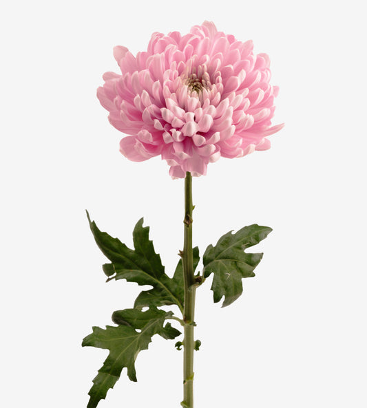 Strong Colombian Chrysanthemum Blooms