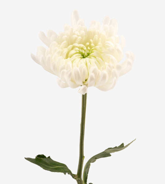 Strong Colombian Chrysanthemum Blooms
