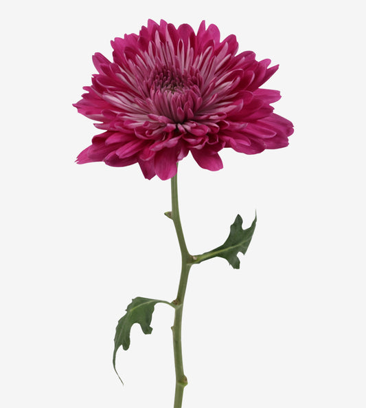 Strong Colombian Chrysanthemum Blooms