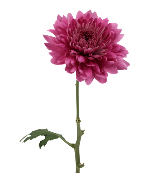 An illustrative image of impressive Chrysanthemum Blooms