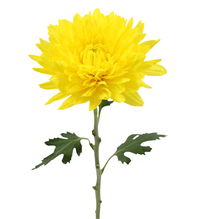 Strong Colombian Chrysanthemum Blooms