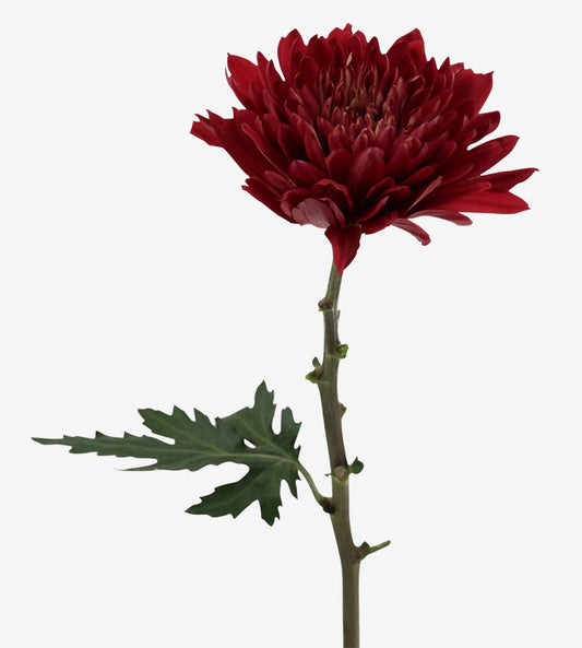 Strong Colombian Chrysanthemum Blooms
