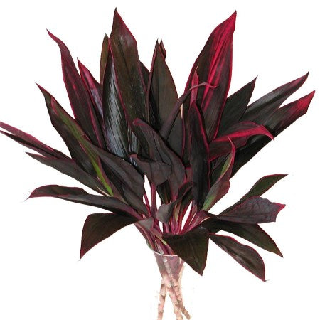 Lush green foliage stems