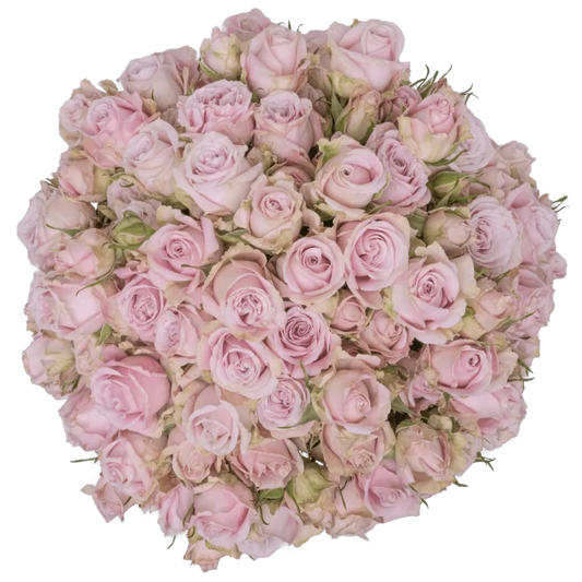 Outstanding Ecuadorian Spray Roses from a specialist Spray Rose farm