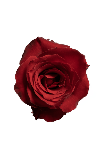 Rose Red Dallas Royal Flowers