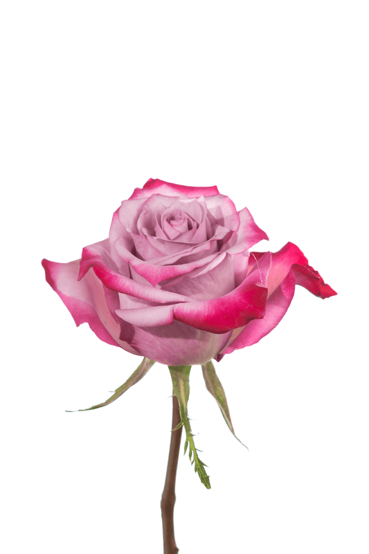 Rose Purple Deep Purple Royal Flowers