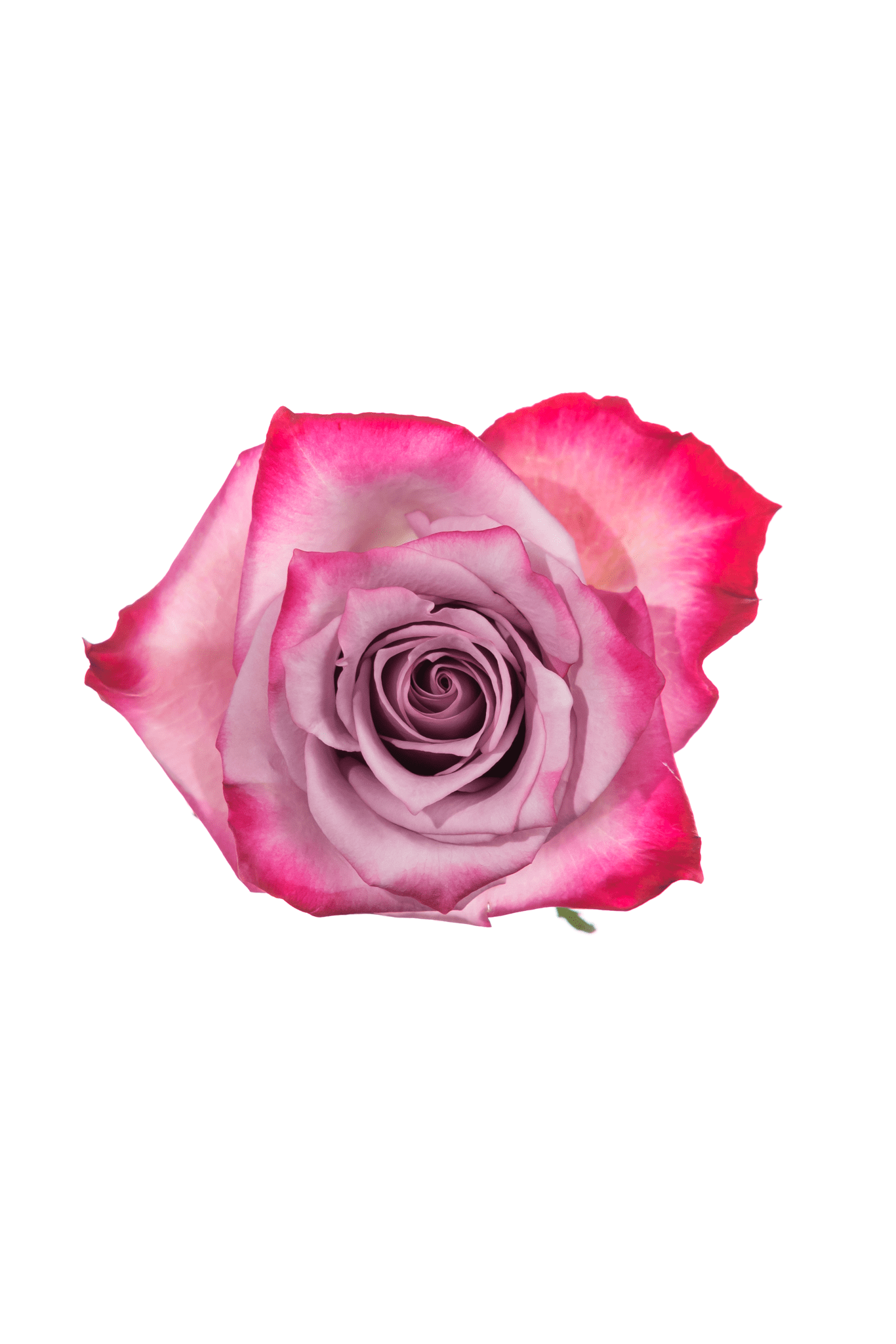Rose Purple Deep Purple Royal Flowers